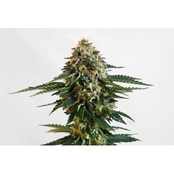 THCV · Kannabia Seed Company · graines de cannabis · Fem