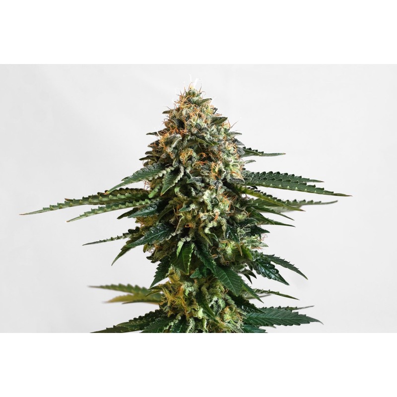 THCV · Kannabia Seed Company · graines de cannabis · Fem