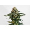 THCV · Kannabia Seed Company · graines de cannabis · Fem