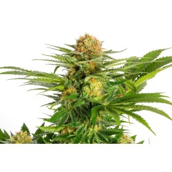 WHITE DOMINA · Kannabia Seed Company · kenevir tohum · Disi · Fem
