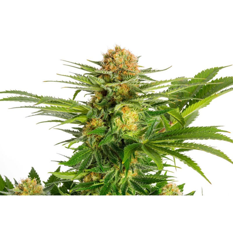 WHITE DOMINA · Kannabia Seed Company · kaufen cannabis samen · Fem