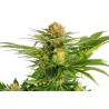 WHITE DOMINA · Kannabia Seed Company · graines de cannabis · Fem