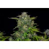 ZKITTLEZ AUTO · Kannabia Seed Company · sementes de maconha · AutoFem