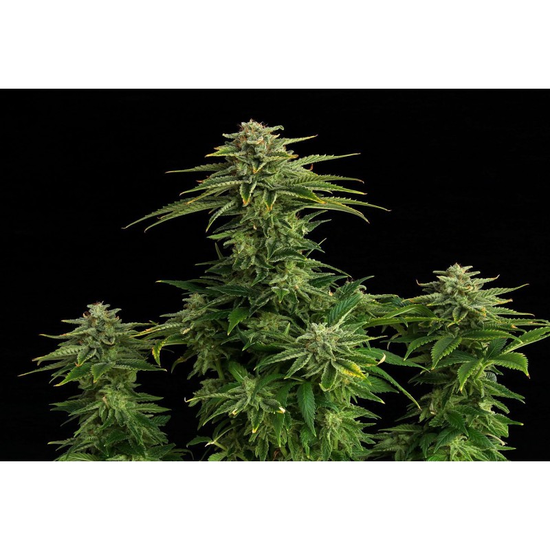 ZKITTLEZ · Kannabia Seed Company · graines de cannabis · Fem