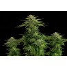 ZKITTLEZ · Kannabia Seed Company · cannabis seeds · Fem