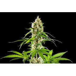 SUNSET SHERBET · Kannabia Seed Company · kenevir tohum · Disi · Fem
