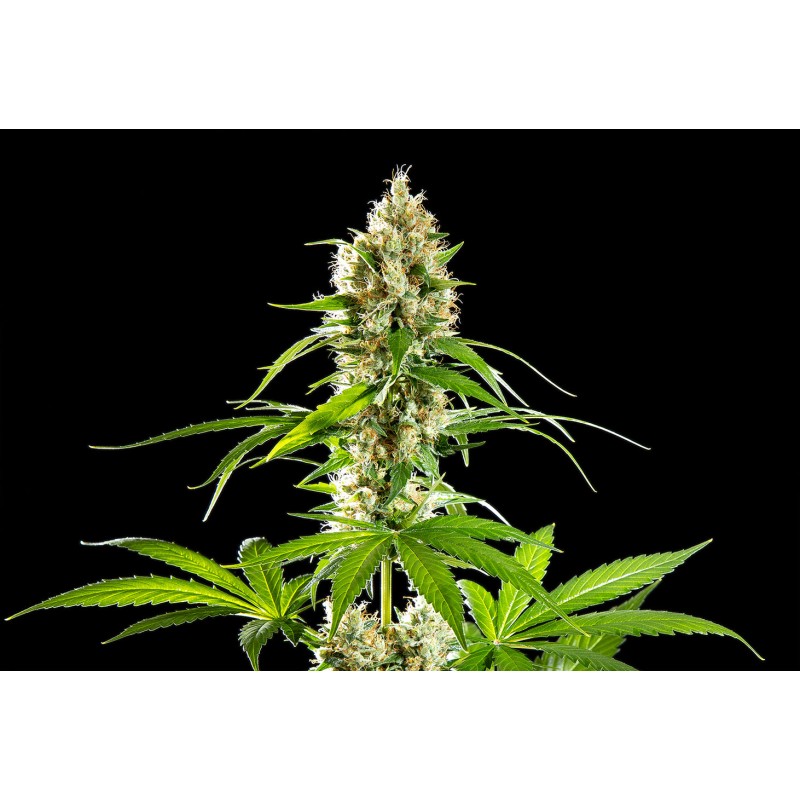 SUNSET SHERBET · Kannabia Seed Company · graines de cannabis · Fem
