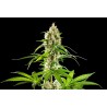 SUNSET SHERBET · Kannabia Seed Company · cannabis samen · Fem
