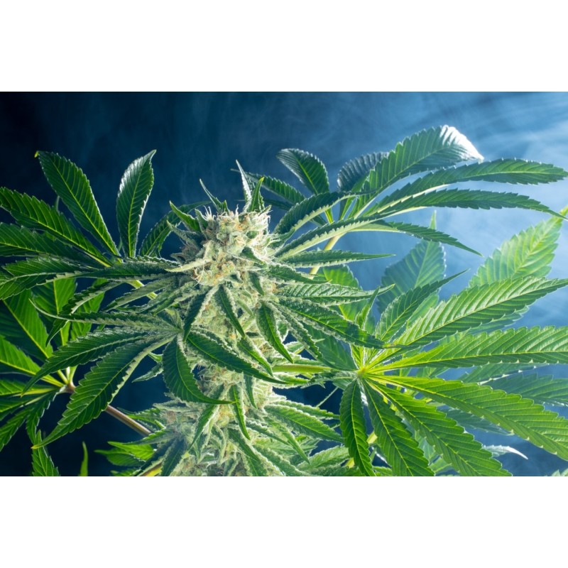 RAINBOW SHERBET 11 · Kannabia Seed Company · graines de cannabis · Fem