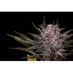 PINK GELATO · Kannabia Seed Company · cannabis seeds · Fem