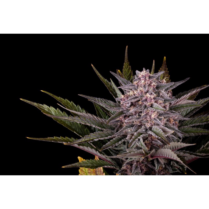 PINK GELATO · Kannabia Seed Company · graines de cannabis · Fem