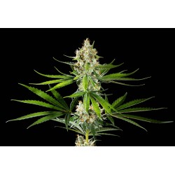OREOZ USA · Kannabia Seed Company · graines de cannabis · Fem