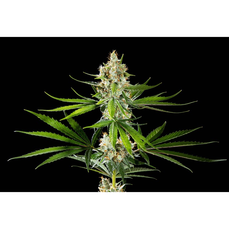 OREOZ USA · Kannabia Seed Company · sementes de maconha · Fem