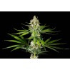 OREOZ USA · Kannabia Seed Company · cannabis seeds · Fem