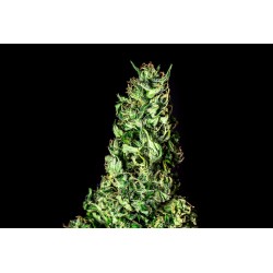 MOBY DICK · Kannabia Seed Company · sementes de maconha · Fem