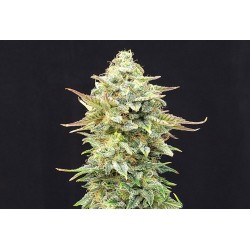 PINEAPPLE DREAM · Kannabia Seed Company · cannabis samen · Fem