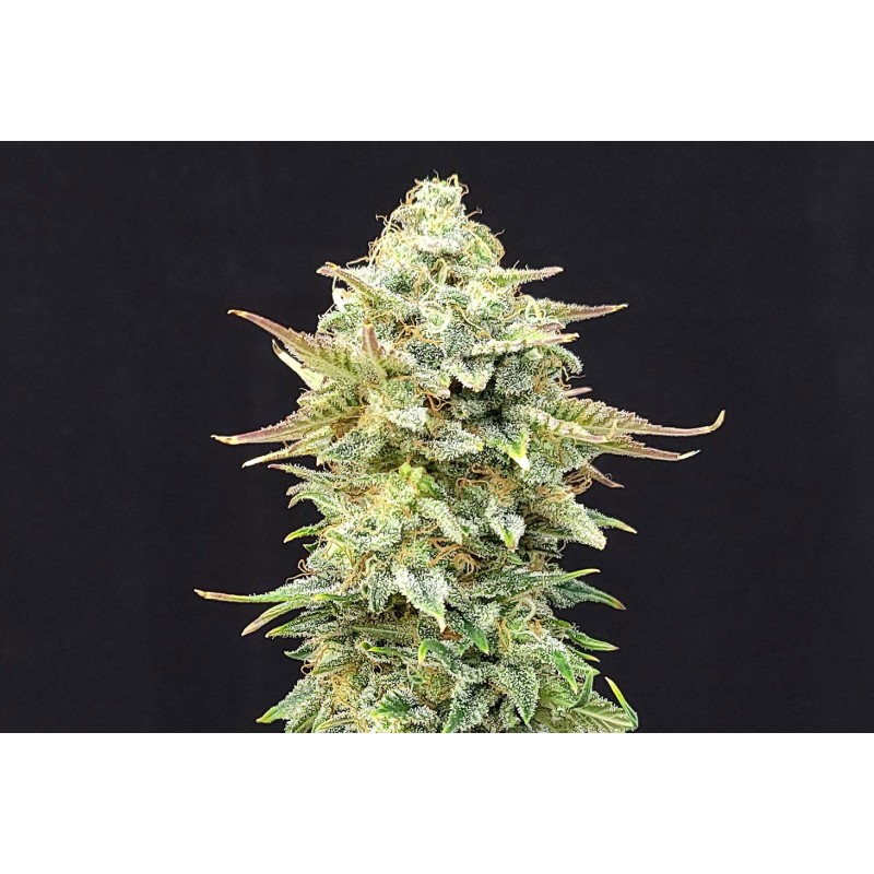 PINEAPPLE DREAM · Kannabia Seed Company · graines de cannabis · Fem