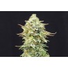 PINEAPPLE DREAM · Kannabia Seed Company · cannabis seeds · Fem
