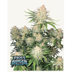 Frostbanger Auto · FastBuds Seeds · graines de cannabis · AutoFem