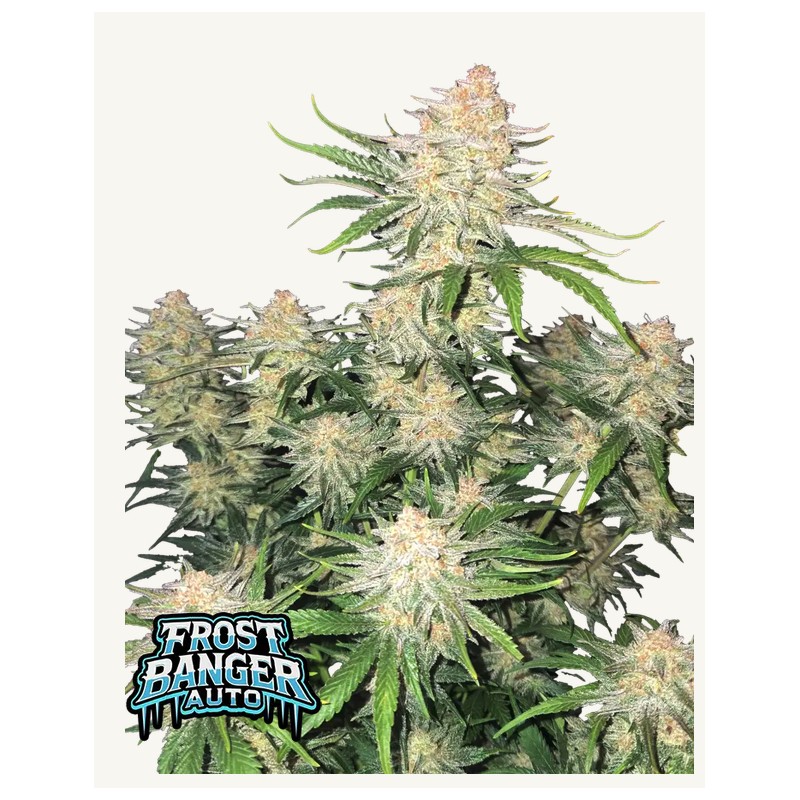 Frostbanger Auto · FastBuds Seeds · graines de cannabis · AutoFem