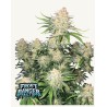 Frostbanger Auto · FastBuds Seeds · cannabis samen · AutoFem