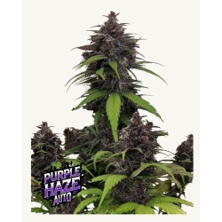 Purple Haze Auto · FastBuds Seeds · sementes de maconha · AutoFem