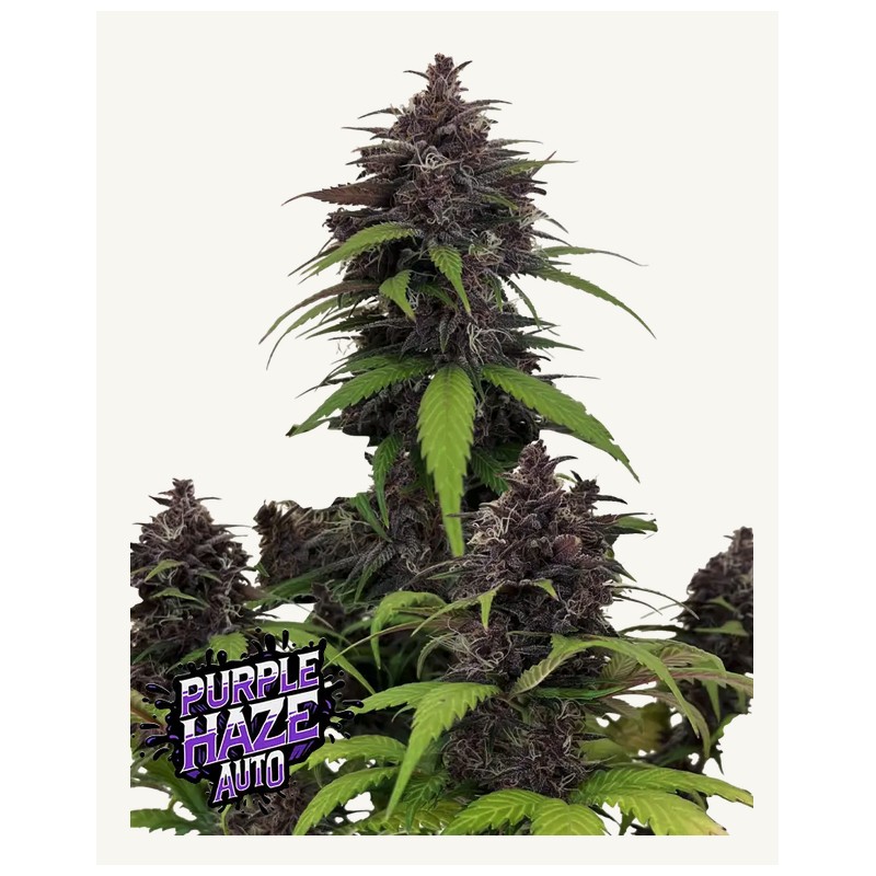 Purple Haze Auto · FastBuds Seeds · graines de cannabis · AutoFem