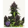 Purple Haze Auto · FastBuds Seeds · sementes de maconha · AutoFem