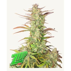 Z-Up Auto · FastBuds Seeds · graines de cannabis · AutoFem