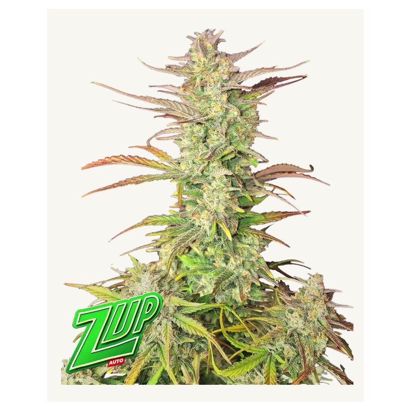 Z-Up Auto · FastBuds Seeds · graines de cannabis · AutoFem