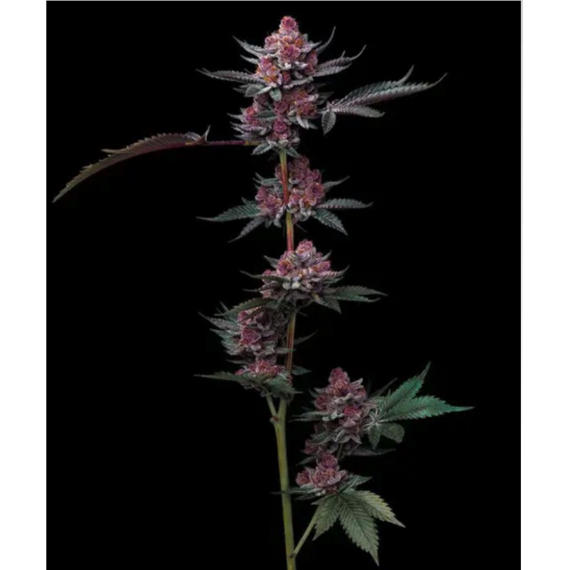 CHERRY POPPERS · Barneys Farm · sementes de maconha · Fem