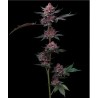 CHERRY POPPERS · Barneys Farm · cannabis seeds · Fem