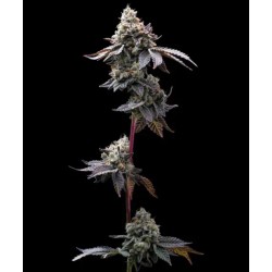 GMO COOKIES · Barneys Farm · cannabis seeds · Fem