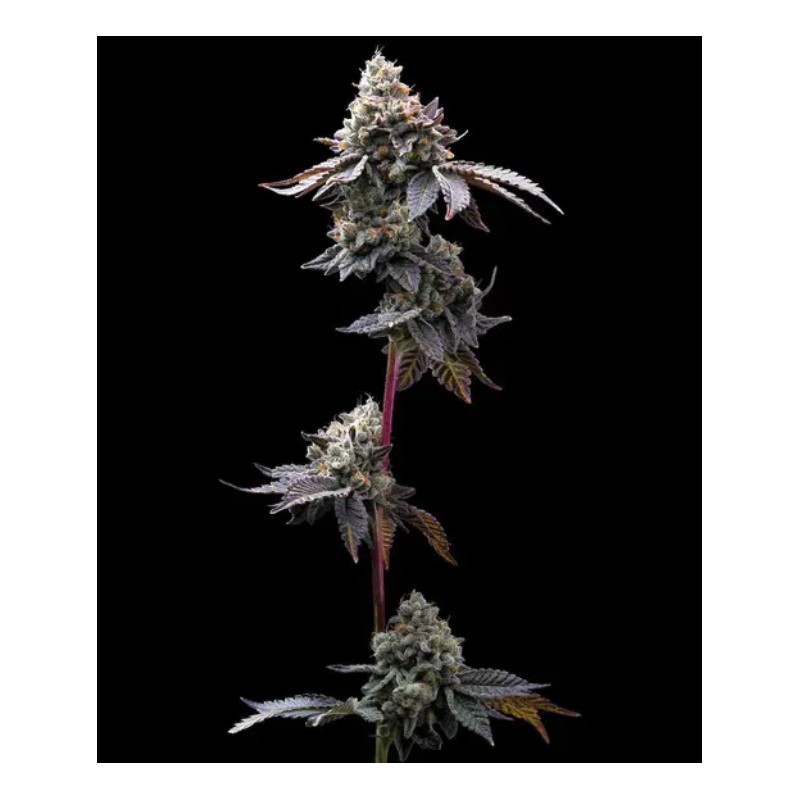 GMO COOKIES · Barneys Farm · sementes de maconha · Fem