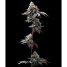 GMO COOKIES · Barneys Farm · sementes de maconha · Fem