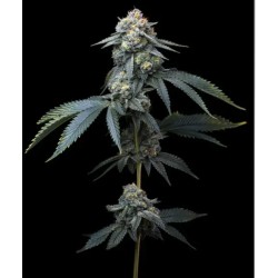 JEALOUSY · Barneys Farm · graines de cannabis · Fem