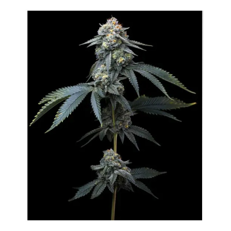 JEALOUSY · Barneys Farm · kenevir tohum · Disi · Fem