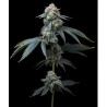 JEALOUSY · Barneys Farm · sementes de maconha · Fem