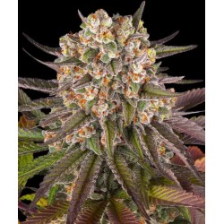Ayahuasca Purple | Barneys Farm | Kaufen Cannabis Samen