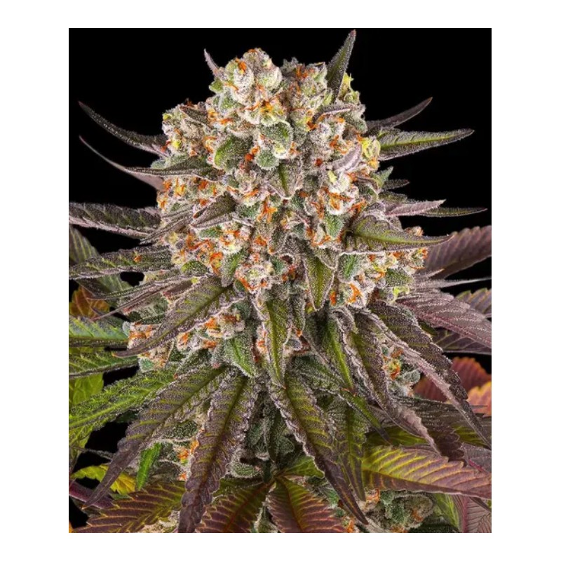 LIMONCELLO · Barneys Farm · graines de cannabis · Fem