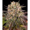 LIMONCELLO · Barneys Farm · graines de cannabis · Fem