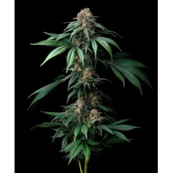 MENDO BREATH · Barneys Farm · graines de cannabis · Fem