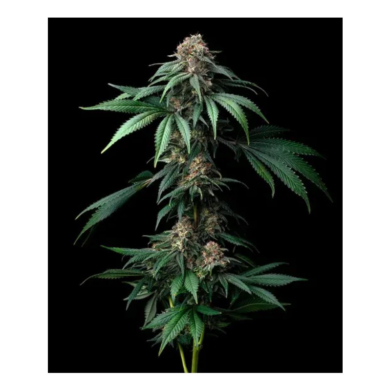 MENDO BREATH · Barneys Farm · sementes de maconha · Fem