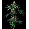 MENDO BREATH · Barneys Farm · kenevir tohum · Disi · Fem