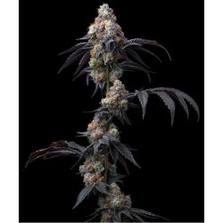RAINBOW SHERBET · Barneys Farm · sementes de maconha · Fem