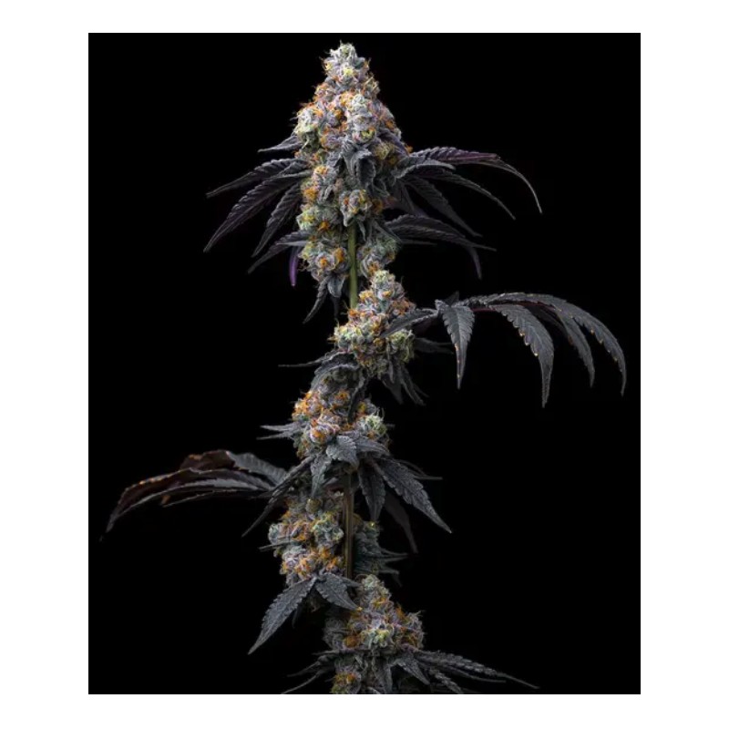 RAINBOW SHERBET · Barneys Farm · kenevir tohum · Disi · Fem