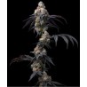 Ayahuasca Purple | Barneys Farm | Kaufen Cannabis Samen