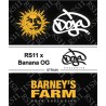 RS11 X BANANA OG · Barneys Farm · sementes de maconha · Fem