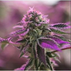 RS11 X BANANA OG · Barneys Farm · cannabis seeds · Fem