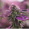 Ayahuasca Purple | Barneys Farm | Kaufen Cannabis Samen